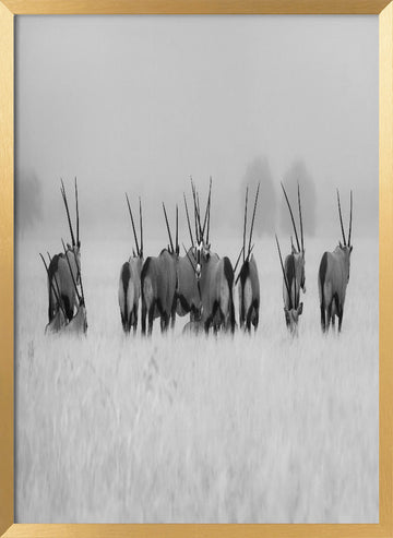 Oryx in the Mist | Poster - Gold Frame Interior