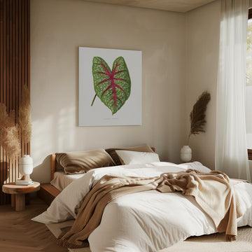Green Caladium Chantini Leaf Illustration | Canvas - Room Interior 2