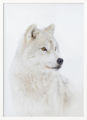 Majestic Arctic Wolf | Poster - White Frame Interior