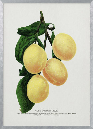 Coe's Golden Drop Plum Lithograph | Poster - Silver Frame Interior