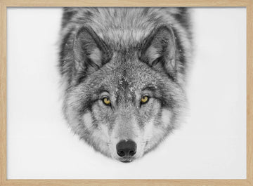 Yellow Eyed Wolf Gaze | Poster - Wood Frame Interior