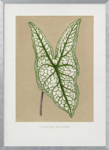 Green Caladium Belleymii Leaf Illustration | Poster - Silver Frame Interior