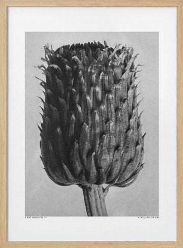 Cirsium Canum (Thistle) | Poster - Wood Frame Interior