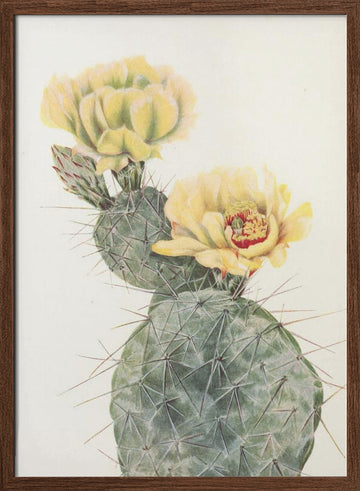 Missouri Prickly Pear From North American Wildflowers (1925) By Mary Vaux Walcott. | Poster - Walnut Frame Interior