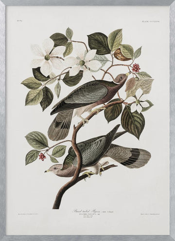 Brand Tailed Pigeon From Birds Of America (1827) | Poster - Silver Frame Interior