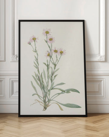 Pink Fleabane From North American Wildflowers (1925) By Mary Vaux Walcott | Poster - Room Interior 1