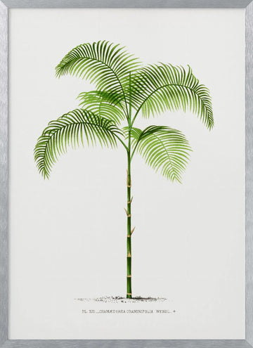 Xiii Chamaedorea G | Poster - Silver Frame Interior