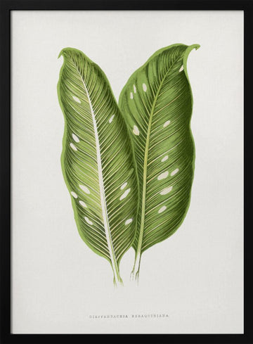 Green Dieffenbachia Baraquiniana Leaf Illustration | Poster - Black Metal Frame Interior
