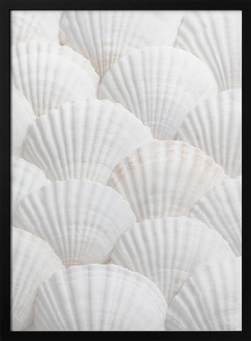 Pristine White Scallops | Poster - Black Metal Frame Interior