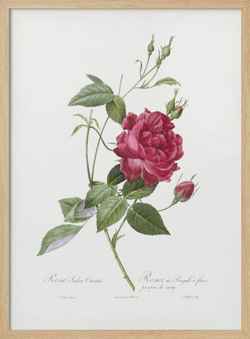 Blood Red Bengal Rose, Les Roses (1817–1824) | Poster - Wood Frame Interior