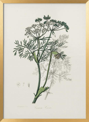 Caraway (carum Carui) Medical Botany | Poster - Gold Frame Interior