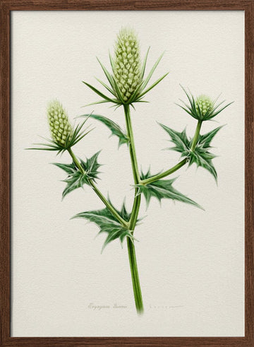 Botanical Sea Holly | Poster - Walnut Frame Interior