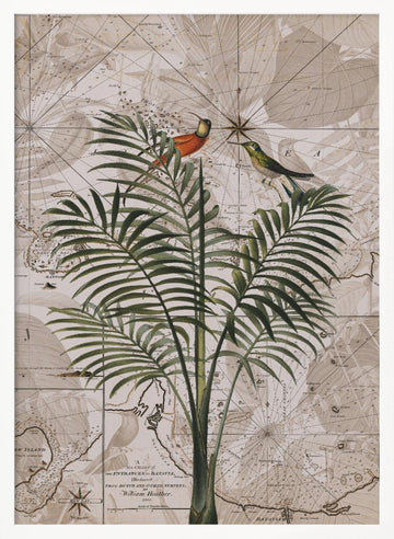 Tropical Birds on Vintage Map | Poster - White Frame Interior