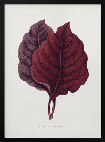 Pink Amarantus Leaf Illustration | Poster - Black Metal Frame Interior