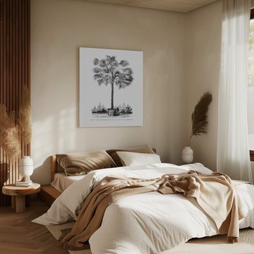Vintage Palm Tree Drawing X | Canvas - Room Interior 2