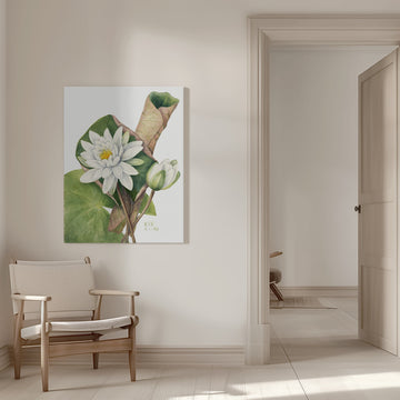 American Waterlily (1920) | Canvas - Room Interior 1
