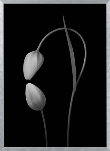 Monochrome Tulip Curves | Poster - Silver Frame Interior