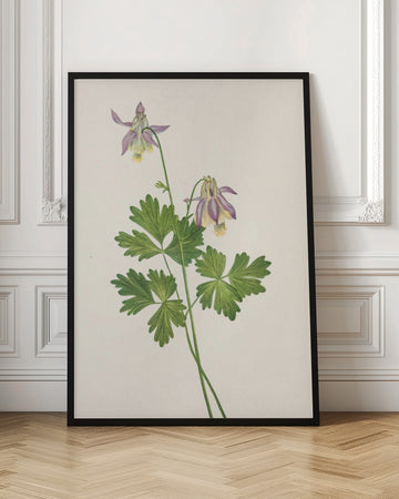 Shortspur Columbine From North American Wildflowers (1925) By Mary Vaux Walcott | Poster - Room Interior 1