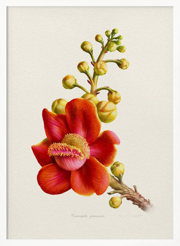 Vibrant Cannonball Flower | Poster - White Frame Interior