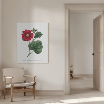 Alcea Rosea 1815   Flower Garden Displayed By Francis Sansom | Canvas - Room Interior 1