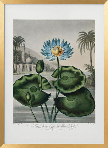 The Blue Egyptian Water-Lily from The Temple of Flora (1807) | Poster - Gold Frame Interior