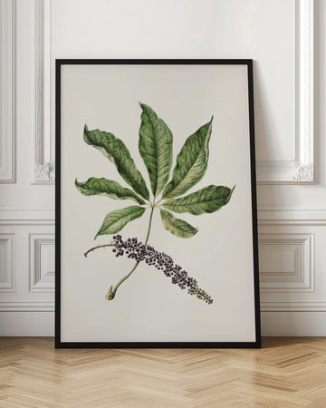 Antique Plant Drawn By Sarah Featon (1848–1927) | Poster - Room Interior 1