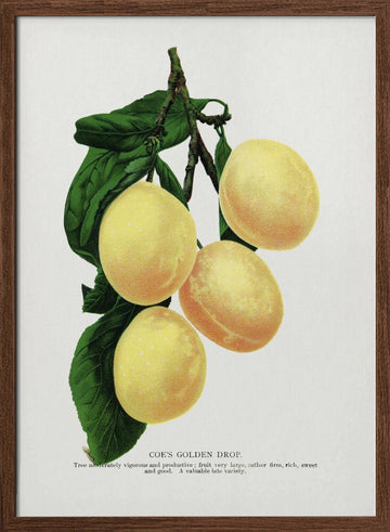 Coe's Golden Drop Plum Lithograph | Poster - Walnut Frame Interior