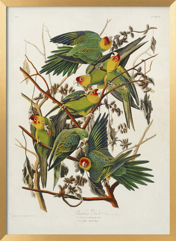 Carolina Parrot From Birds of America (1827) | Poster - Gold Frame Interior