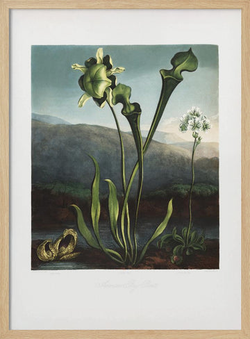 American Bog Plants from The Temple of Flora (1807) | Poster - Wood Frame Interior
