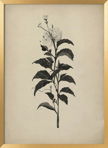 Vintage Botanical Illustration | Poster - Gold Frame Interior