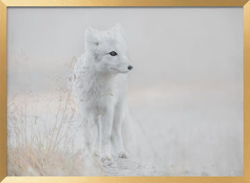 Serene Arctic Fox | Poster - Gold Frame Interior