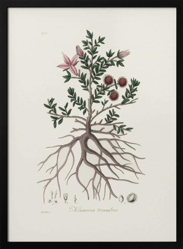 Rhatany (krameria Triandrea) Medical Botany | Poster - Black Metal Frame Interior