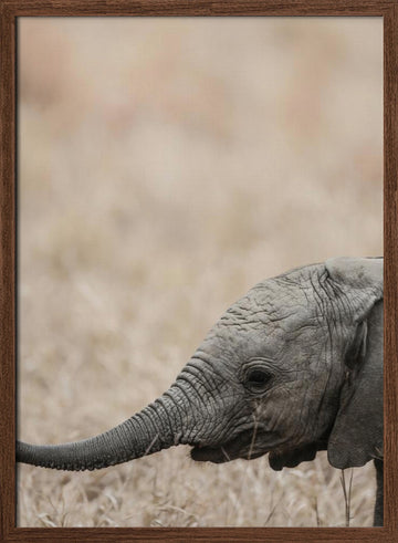 Gentle Giant's Gaze | Poster - Walnut Frame Interior