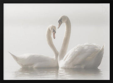 Swans In Love | Poster - Black Metal Frame Interior
