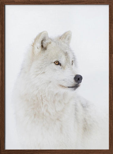 Majestic Arctic Wolf | Poster - Walnut Frame Interior
