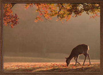 Deer in Autumn Light | Poster - Walnut Frame Interior