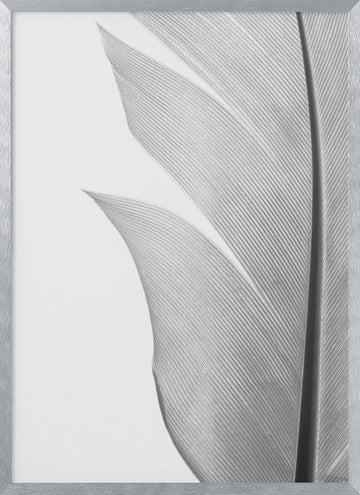 Delicate White Feather | Poster - Silver Frame Interior