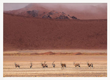 Oryx Herd Desert Dunes | Poster - White Frame Interior