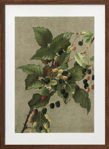 Blackberries | Poster - Walnut Frame Interior