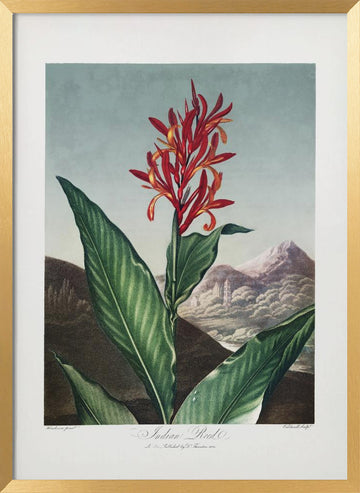 Indian Reed from The Temple of Flora (1807) | Poster - Gold Frame Interior