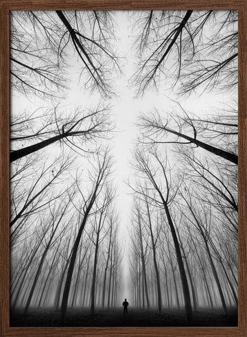 Lone Figure Foggy Forest | Poster - Walnut Frame Interior