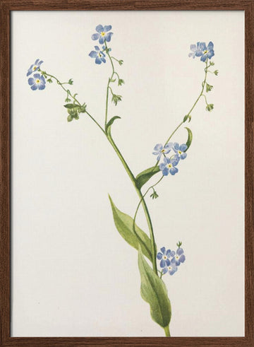 Bur Forget Me Not From North American Wildflowers (1925) By Mary Vaux Walcott | Poster - Walnut Frame Interior