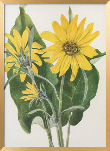 Balsamroot From North American Wildflowers (1925) By Mary Vaux Walcott | Poster - Gold Frame Interior