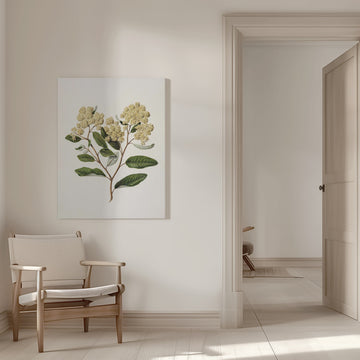 Kumarahou Drawn By Sarah Featon (1848–1927 | Canvas - Room Interior 1