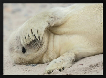 Shy Baby Seal | Poster - Black Metal Frame Interior