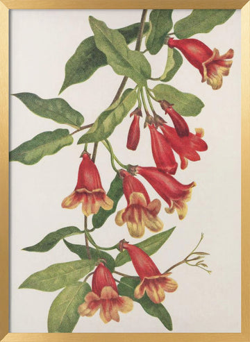 Crossvine From North American Wildflowers (1925) By Mary Vaux Walcott | Poster - Gold Frame Interior