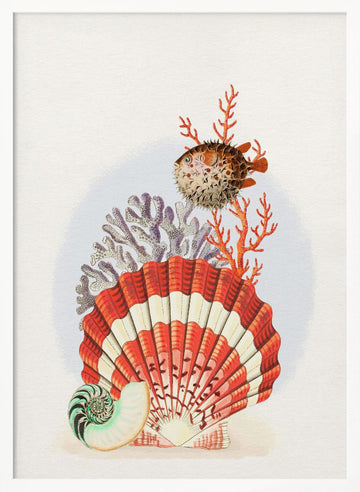 Oceanic Shells and Fish | Poster - White Frame Interior