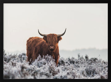 Highland Cow Winter Frost | Poster - Black Metal Frame Interior