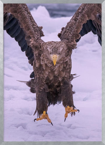 Powerful Eagle Winter Landing | Poster - Silver Frame Interior