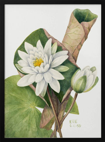 American Waterlily (1920) | Poster - Black Metal Frame Interior
